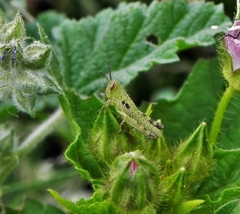 Schistocerca cancellata