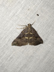 Hypena edictalis