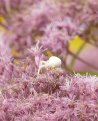 Misumena vatia
