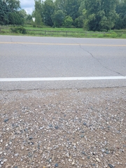 Chrysemys picta marginata