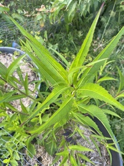 Helianthus grosseserratus