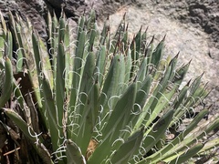Agave parviflora