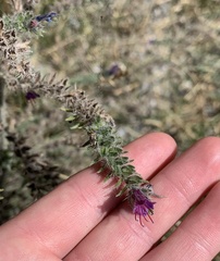 Echium vulgare