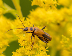 Chauliognathus pensylvanicus