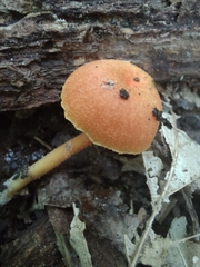 Hygrocybe miniata