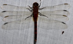 Brachymesia herbida