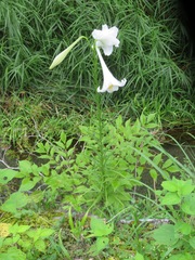Lilium formosanum