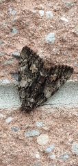 Noctuoidea