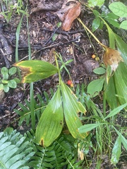 Convallaria pseudomajalis