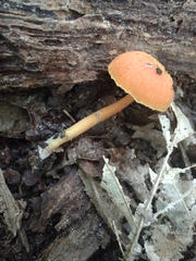 Hygrocybe miniata