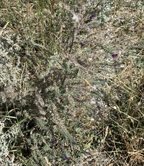 Echium vulgare