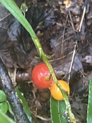 Convallaria pseudomajalis