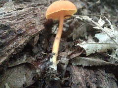 Hygrocybe miniata