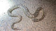 Crotalus polystictus