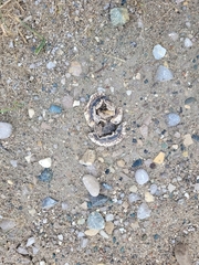 Chrysemys picta marginata