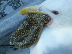 Evasterias troschelii