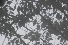 Ampelioides tschudii