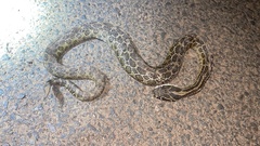 Crotalus polystictus