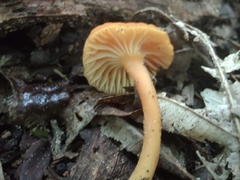 Hygrocybe miniata