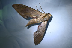 Protambulyx strigilis