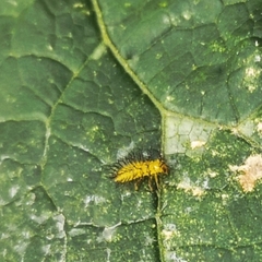 Epilachna varivestis