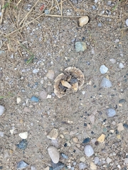 Chrysemys picta marginata