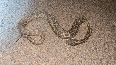 Crotalus polystictus