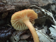 Hygrocybe miniata