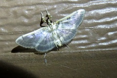 Apilocrocis pimalis