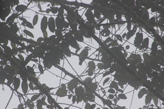 Ampelioides tschudii