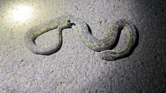 Crotalus polystictus