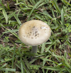 Amanita rhacopus