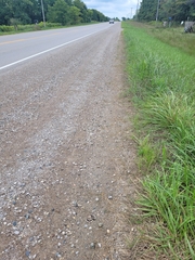 Chrysemys picta marginata