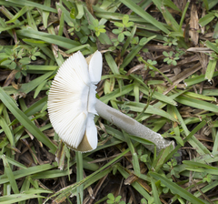 Amanita rhacopus