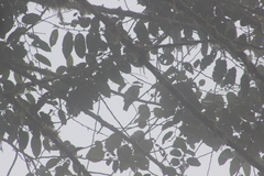 Ampelioides tschudii