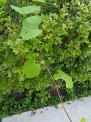 Vitis riparia