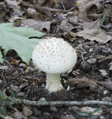 Amanita cokeri