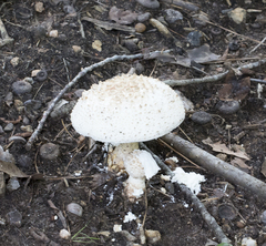 Amanita cokeri