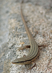 Eutropis macrophthalma