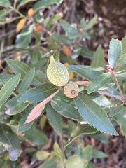 Heteroecus pacificus