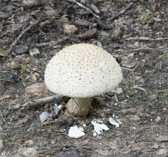 Amanita cokeri