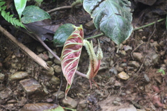 Philodendron verrucosum