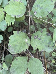 Symphoricarpos