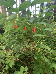 Streptopus amplexifolius