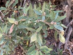 Heteroecus pacificus