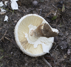 Amanita cokeri