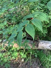 Streptopus amplexifolius