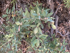 Heteroecus pacificus