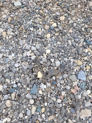 Chrysemys picta marginata