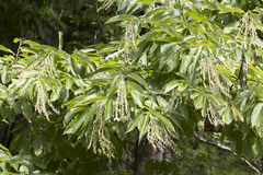 Oxydendrum arboreum